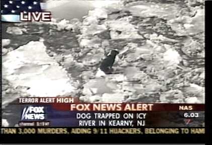 FOX NEWS ALERT - DOG TRAPPED ON ICY RIVER IN KEARNY, NJ