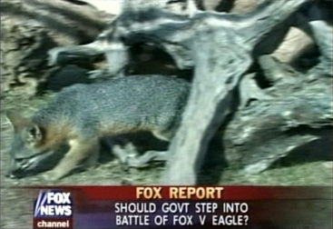 FOX REPORT
Should govt step into
battle of fox v eagle?
